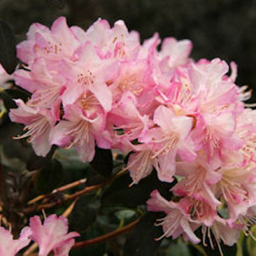 Rhododendron Dwarf Ginny Gee Evergreen | ScotPlants Direct